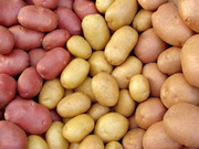 Семенной картофель различных сортов и репродукций. От 15 росс.руб.    