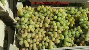 Продам охлажденный виноград из Молдовы