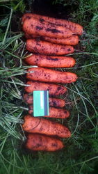 Морковь крупным оптом напрямую от производителя,  от 20 тонн