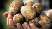 Деревенские ништяки (продукты питания)Картофель свой